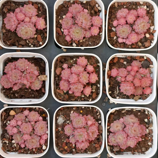 16596 クランベリー