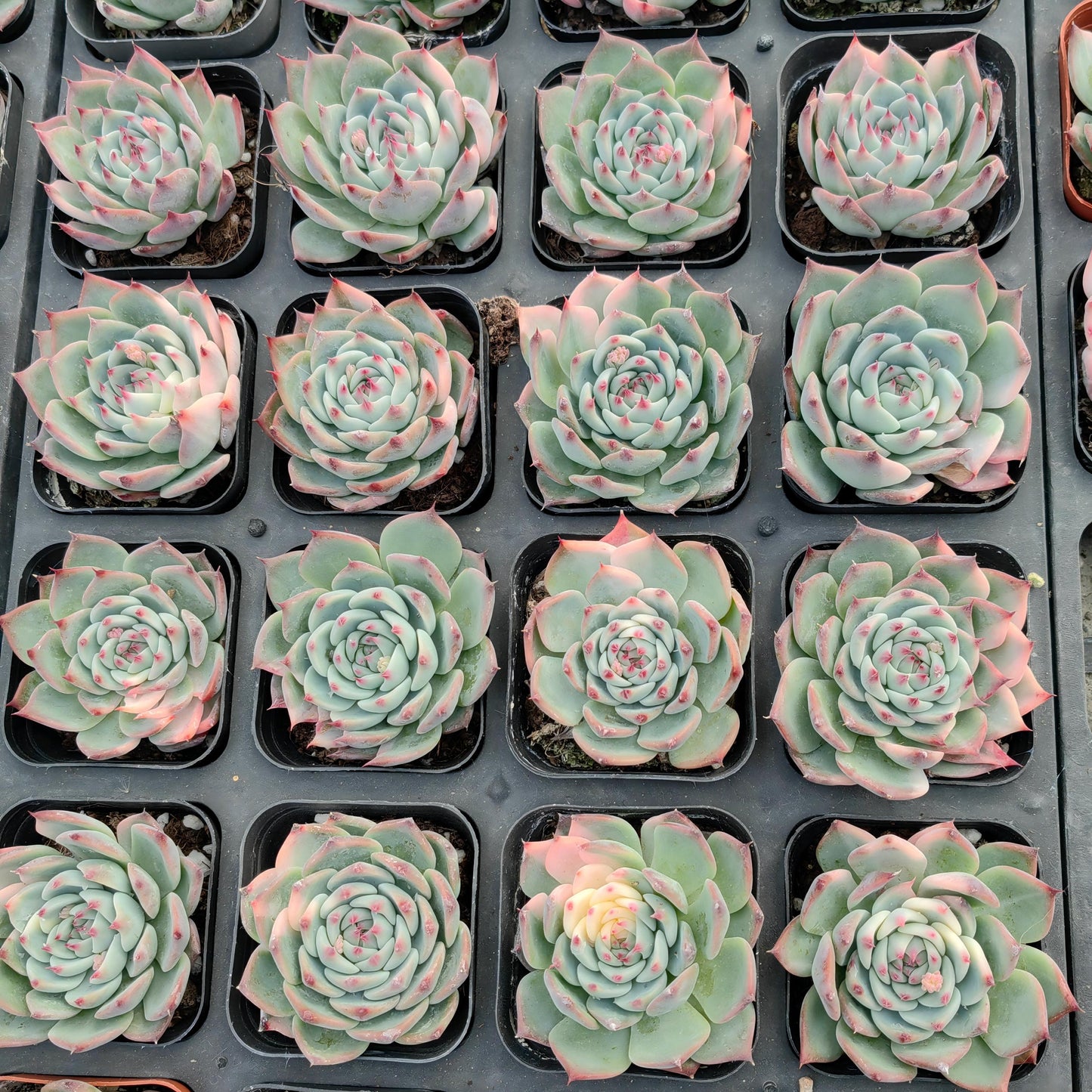 22334 チワワエンシス錦