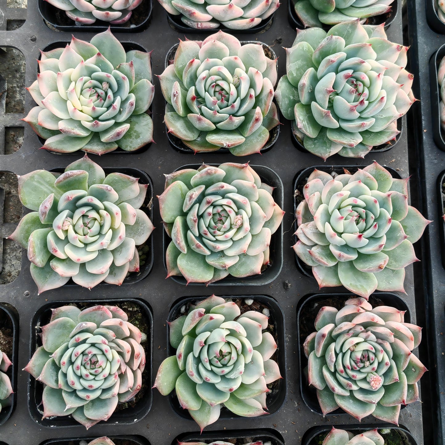 22332 チワワエンシス錦