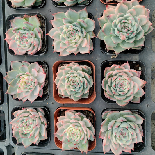 22333 チワワエンシス錦