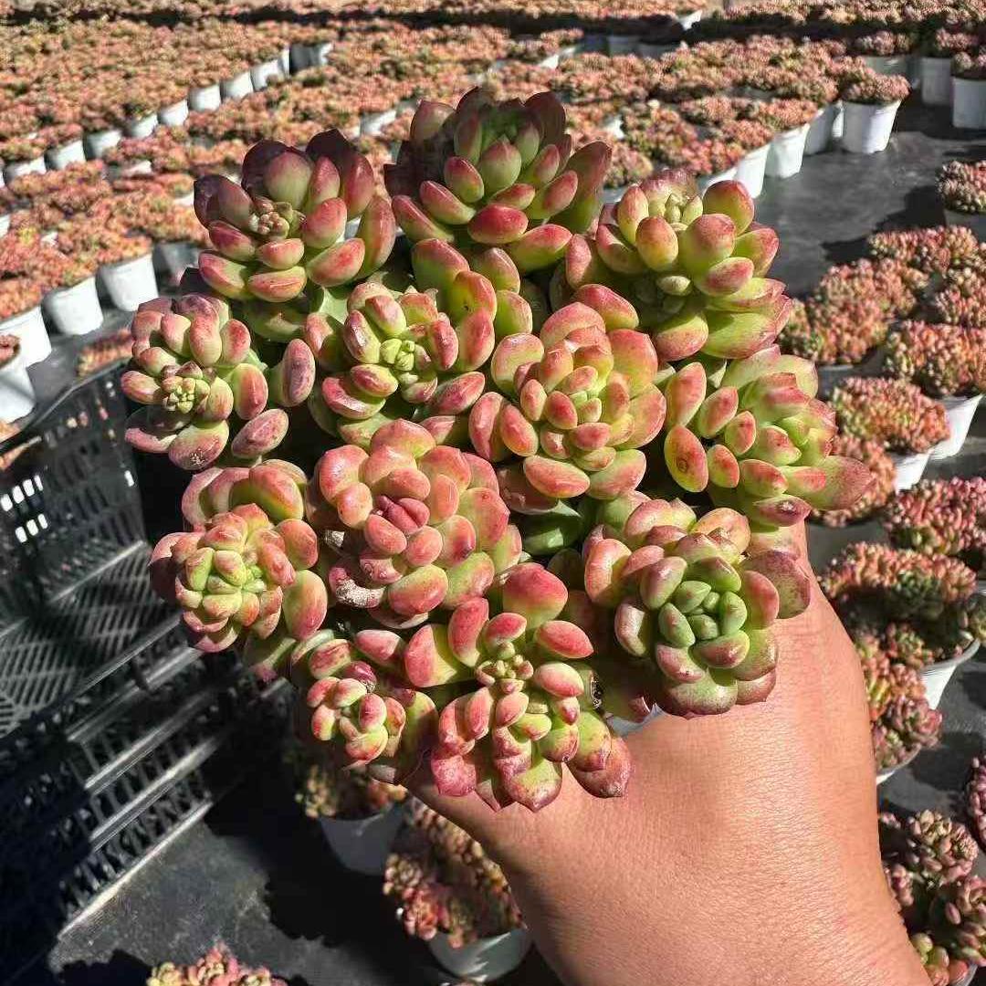 Top * TOPSUCCULENT【整った株】24個 2026-0224-D280 マーガレット錦