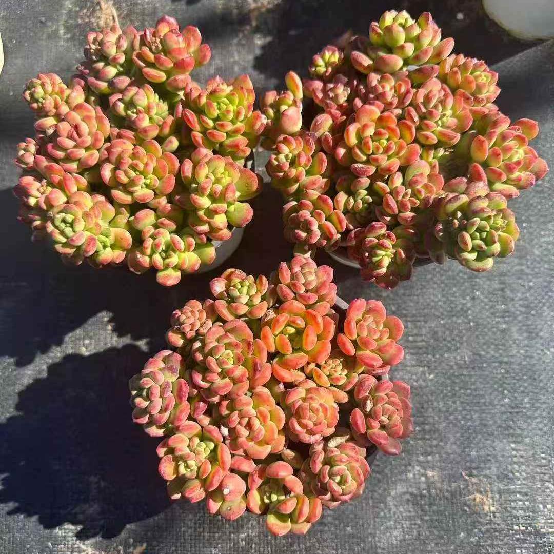 23912 パーフェクト　フェアリー