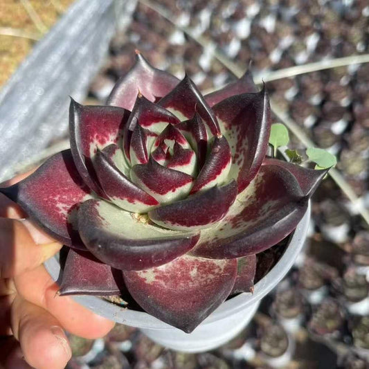 23194 ダーク　ロード