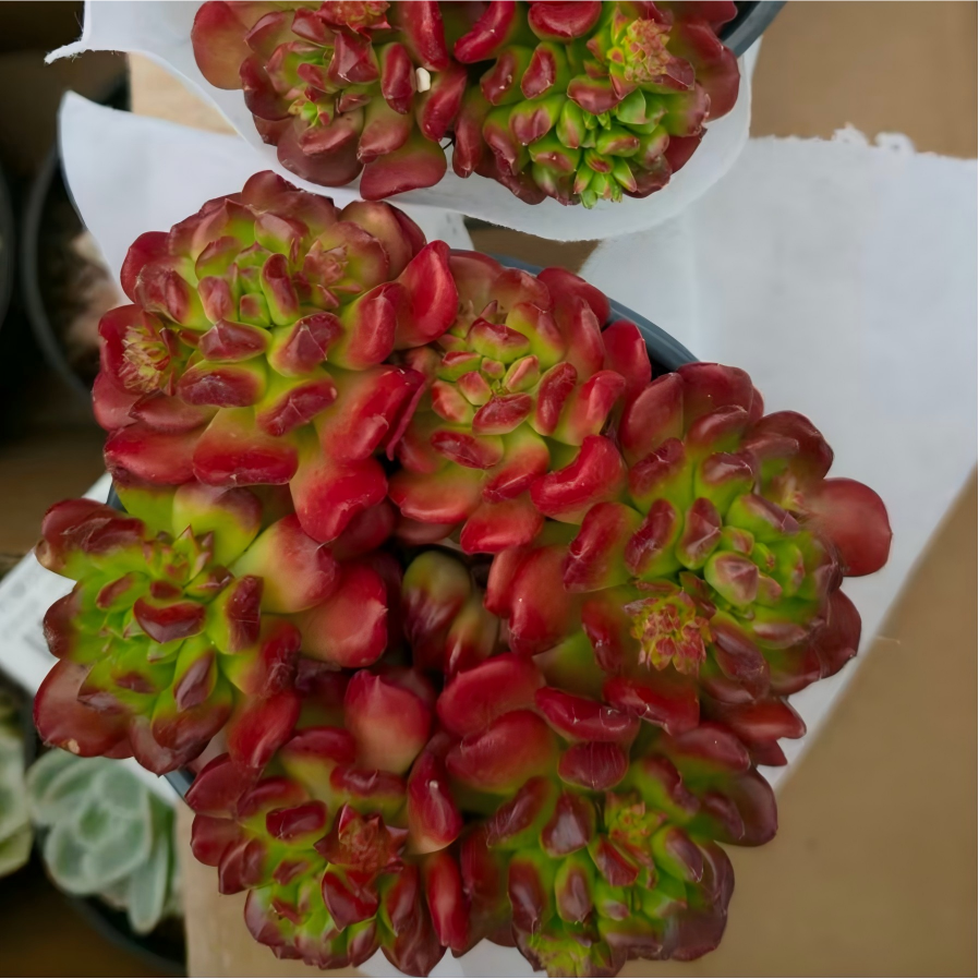 23392 スモールランタン