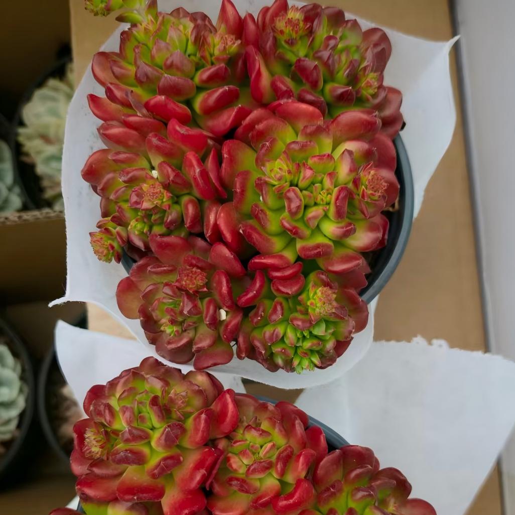 23392 スモールランタン