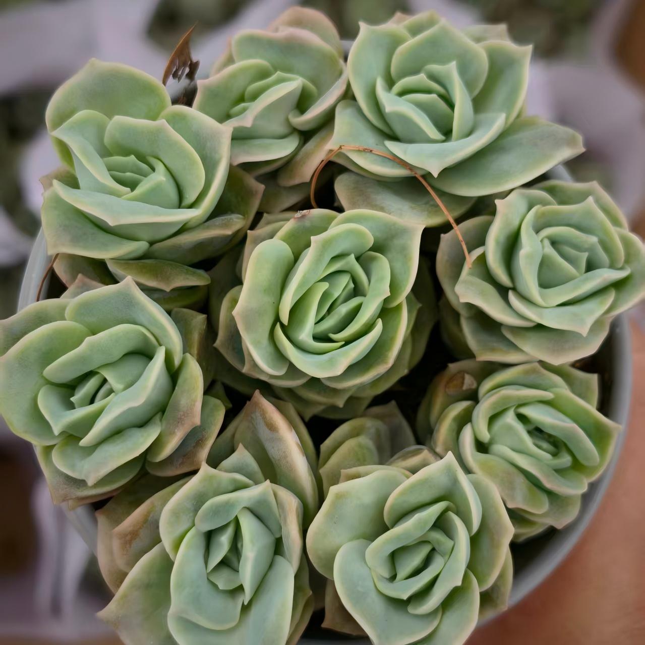 23658 ラブリーローズ