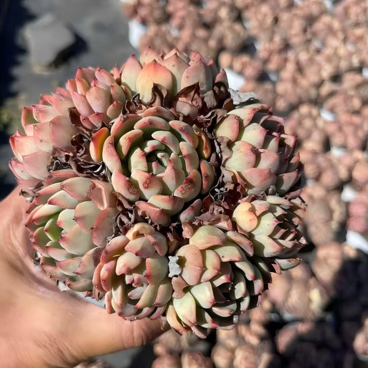 23882 ナナウクミニ