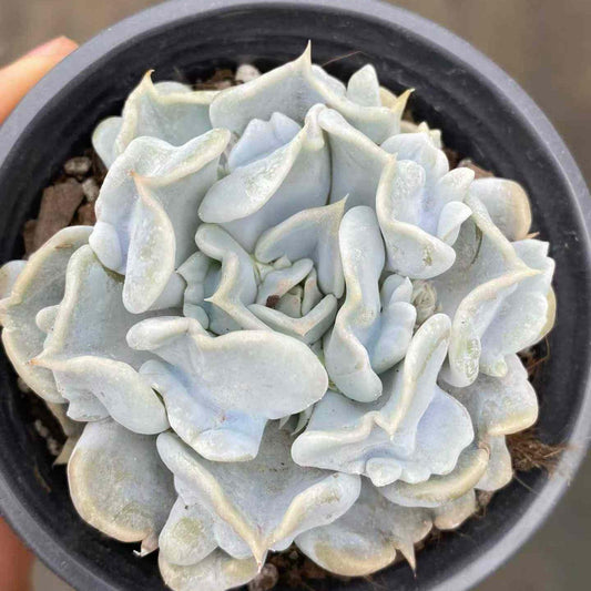 22793 スリリング　パール