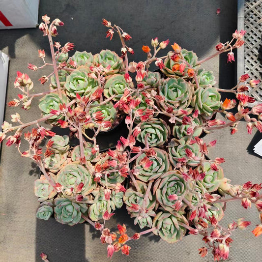 23397 クラウディア