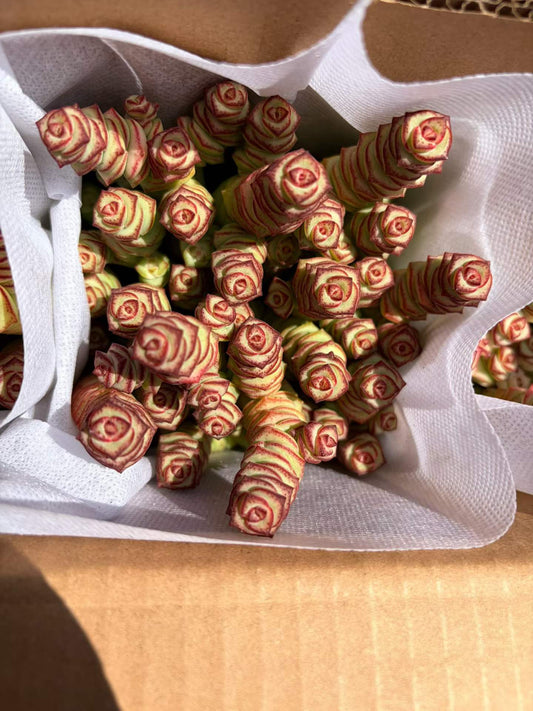 22934 パーフォーラッター