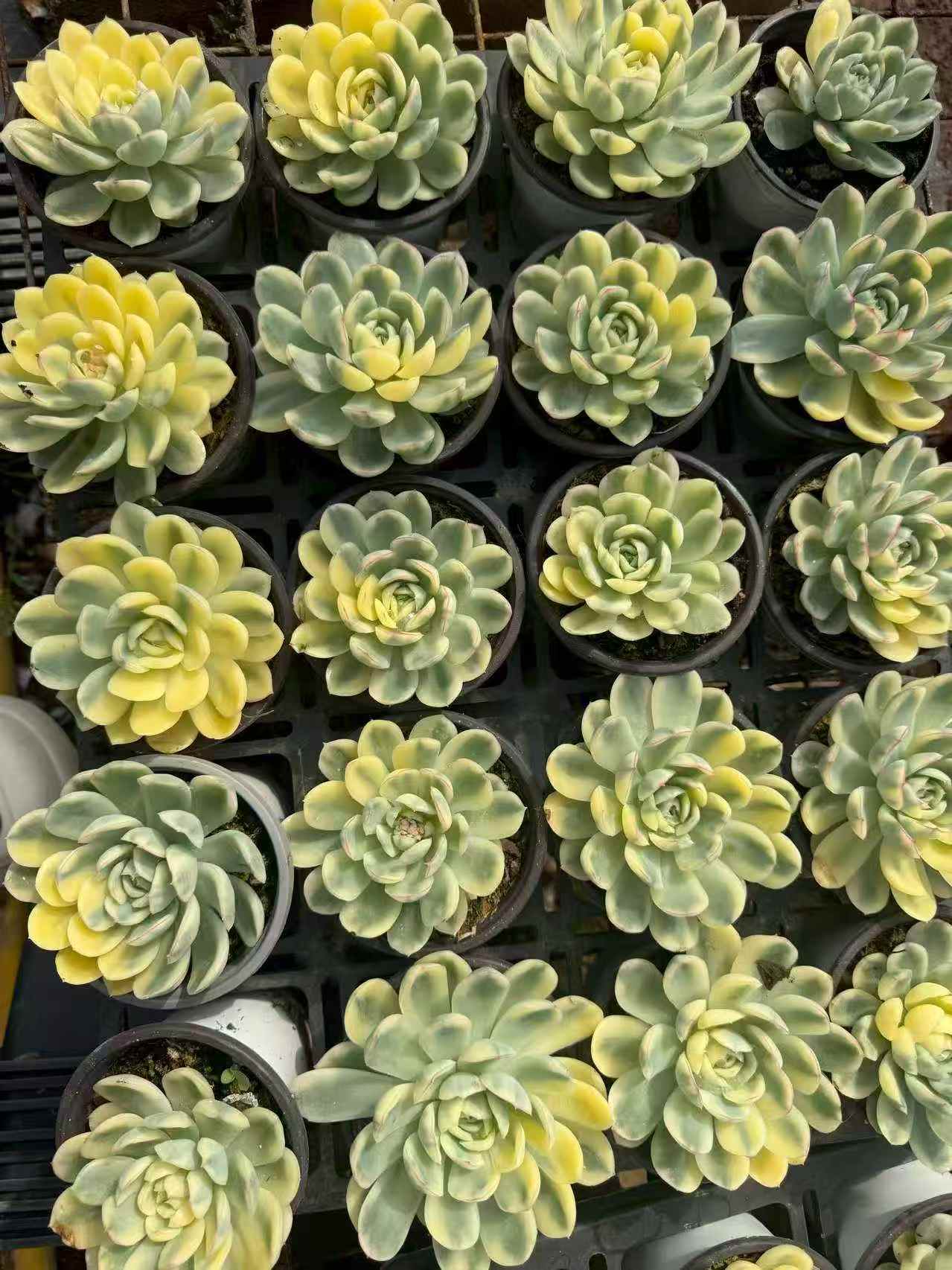24670 ストロベリー アイス錦