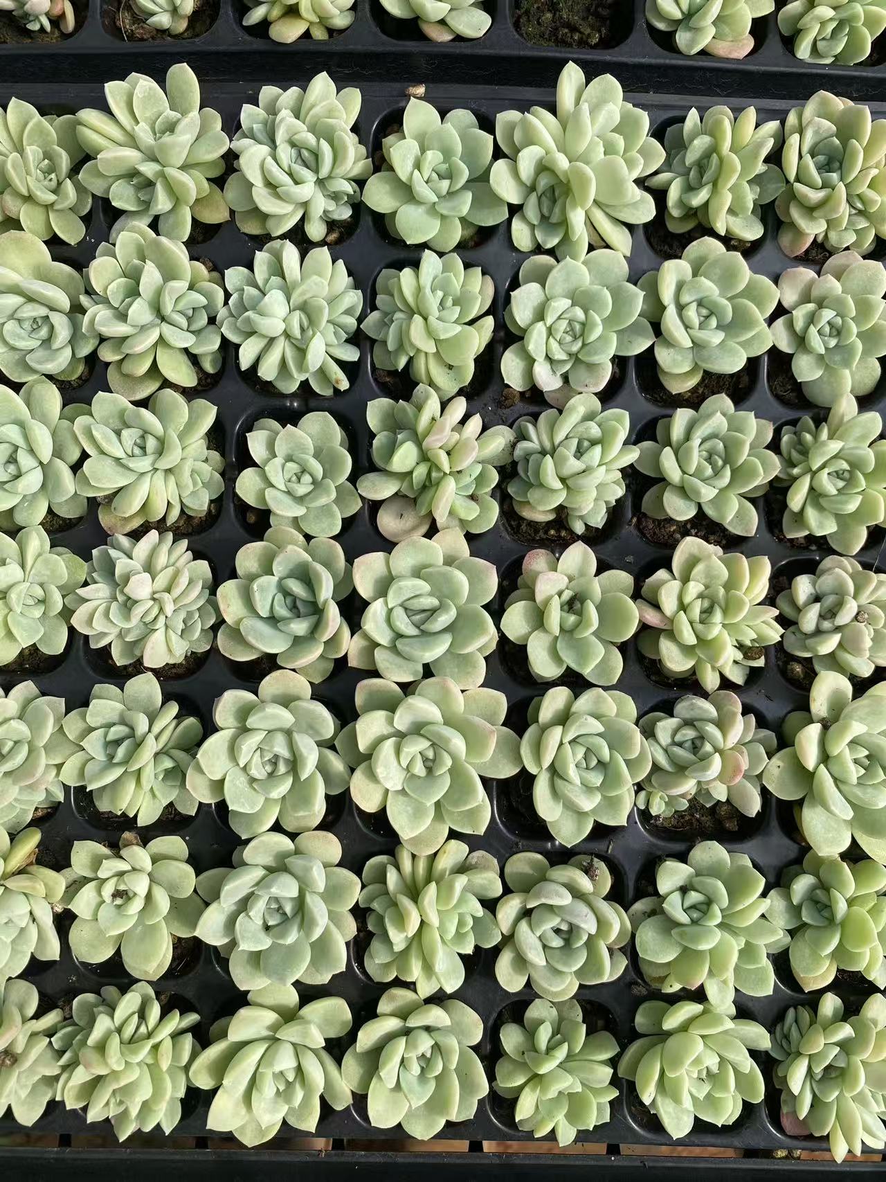 プラグトレー苗一覧 – Top Succulent®