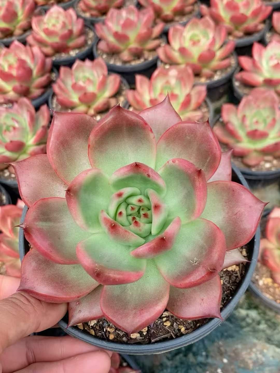 商品一覧 – Page 2 – Top Succulent®