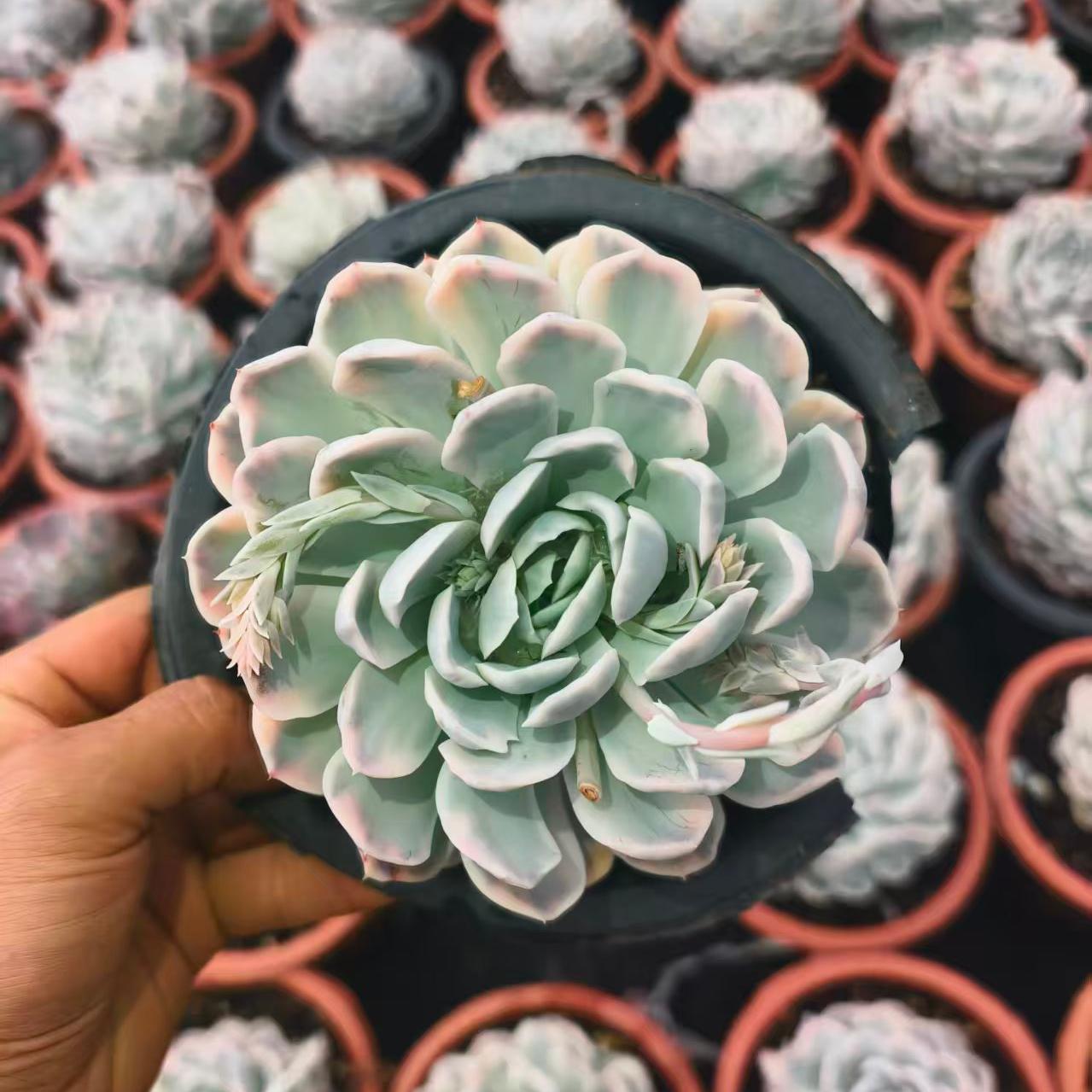 24983 スノーボール 錦