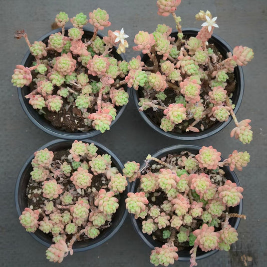 26156 レッドベリー Hyb