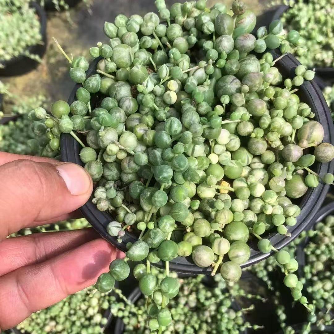 セネシオ – Top Succulent®