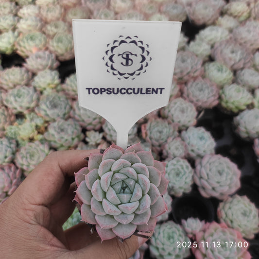 0708 アルバミニ（5.5cm pot）