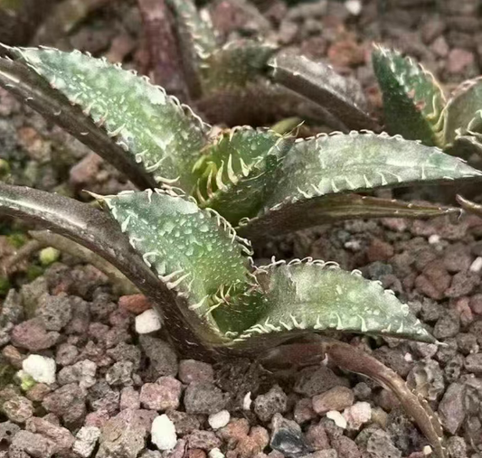 50227 アガベ チタノタ レッドキャットウィーゼル(赤猫)（3cm pot）