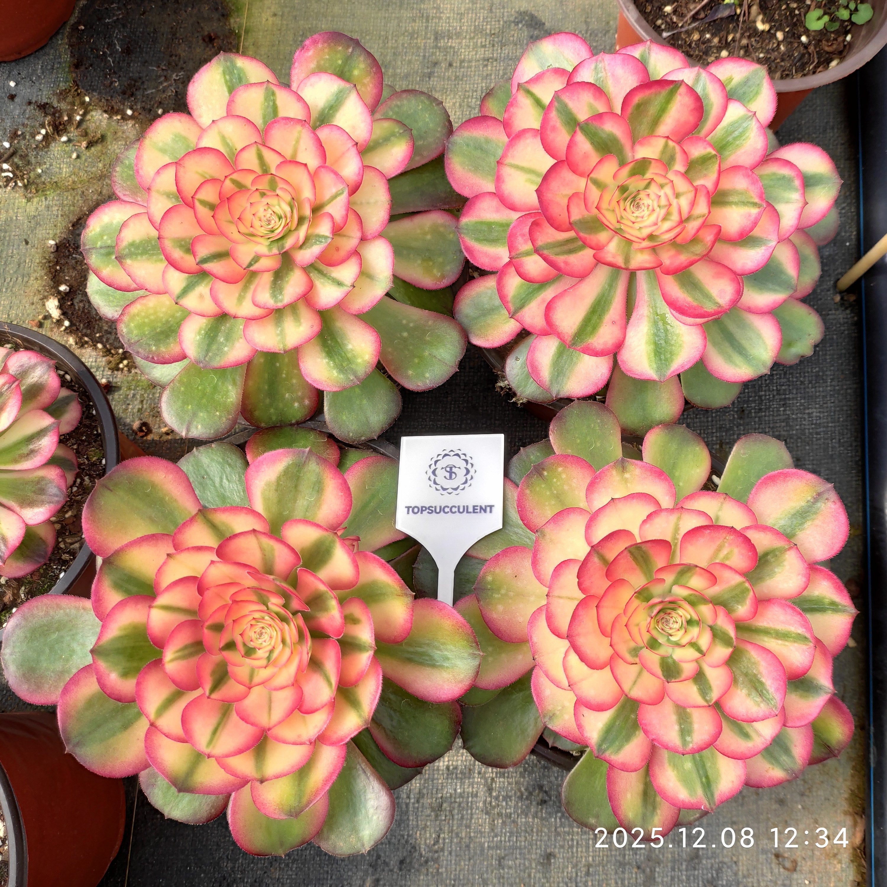 アエオニウム 大苗一覧 – Top Succulent®