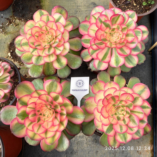 23230 エグプラーント　ブラーンチズ（18cm pot）