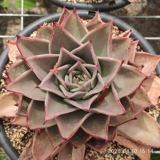 NGN374 スターズ（18cm pot）