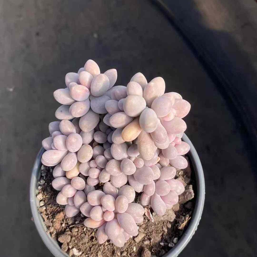 22704 オレンジスノーボール