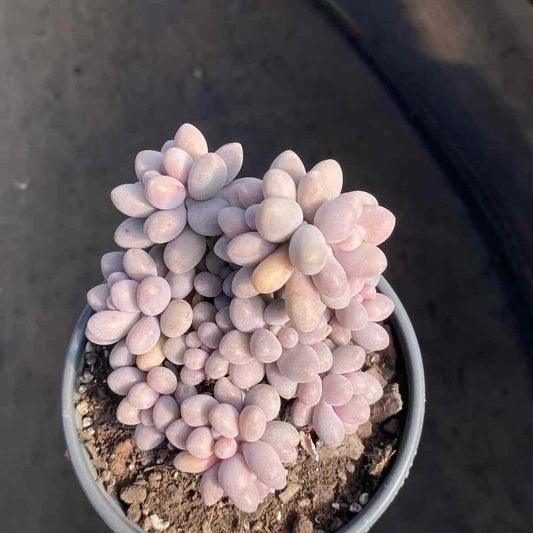 22704 オレンジスノーボール