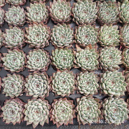 21717  オリジナルザラゴーサ（3cm pot）（ポット苗）