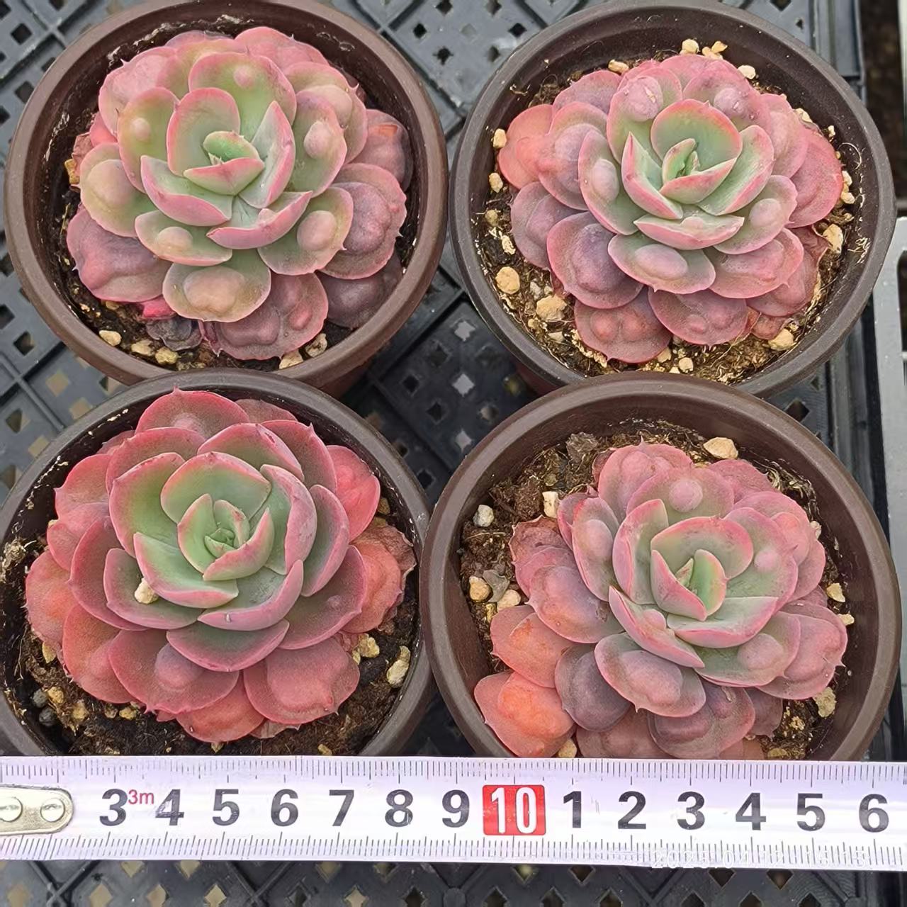 LG315 レインドロップス（7cm pot）