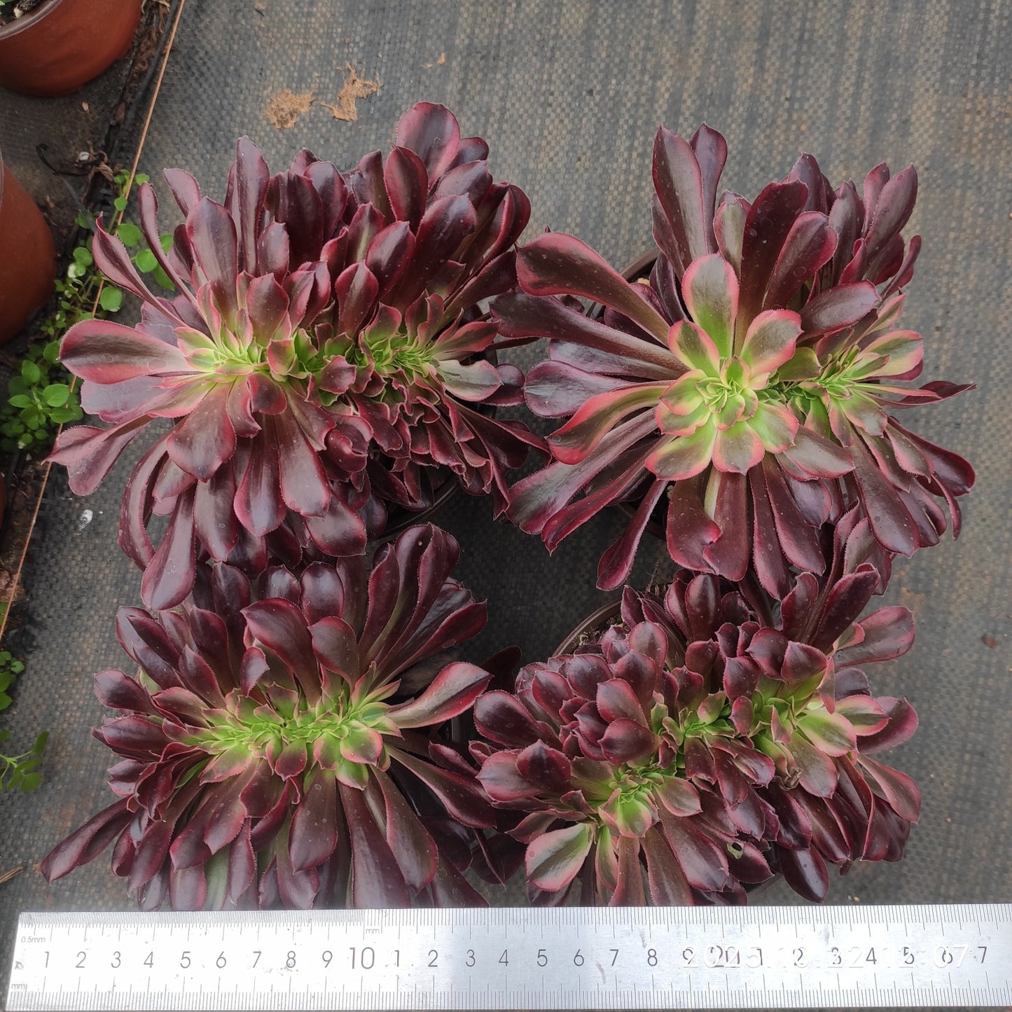 BC038 メドゥーサー綴化（12cm pot）