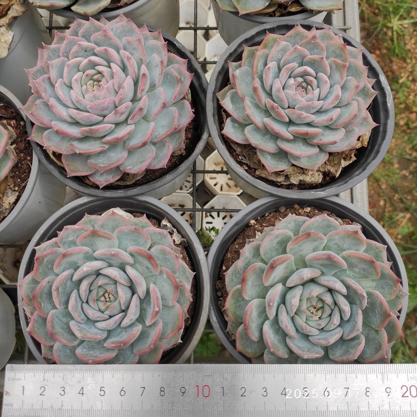 NGN288 パイレーツ/海賊（12cm pot）