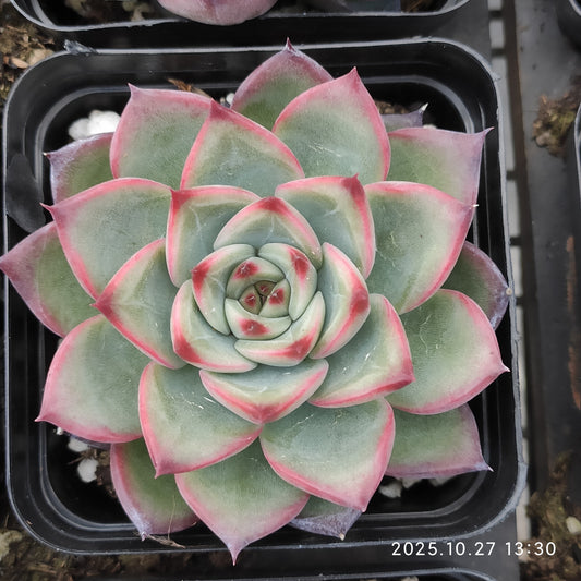 HG109 ファイヤーピラー（7cm pot）