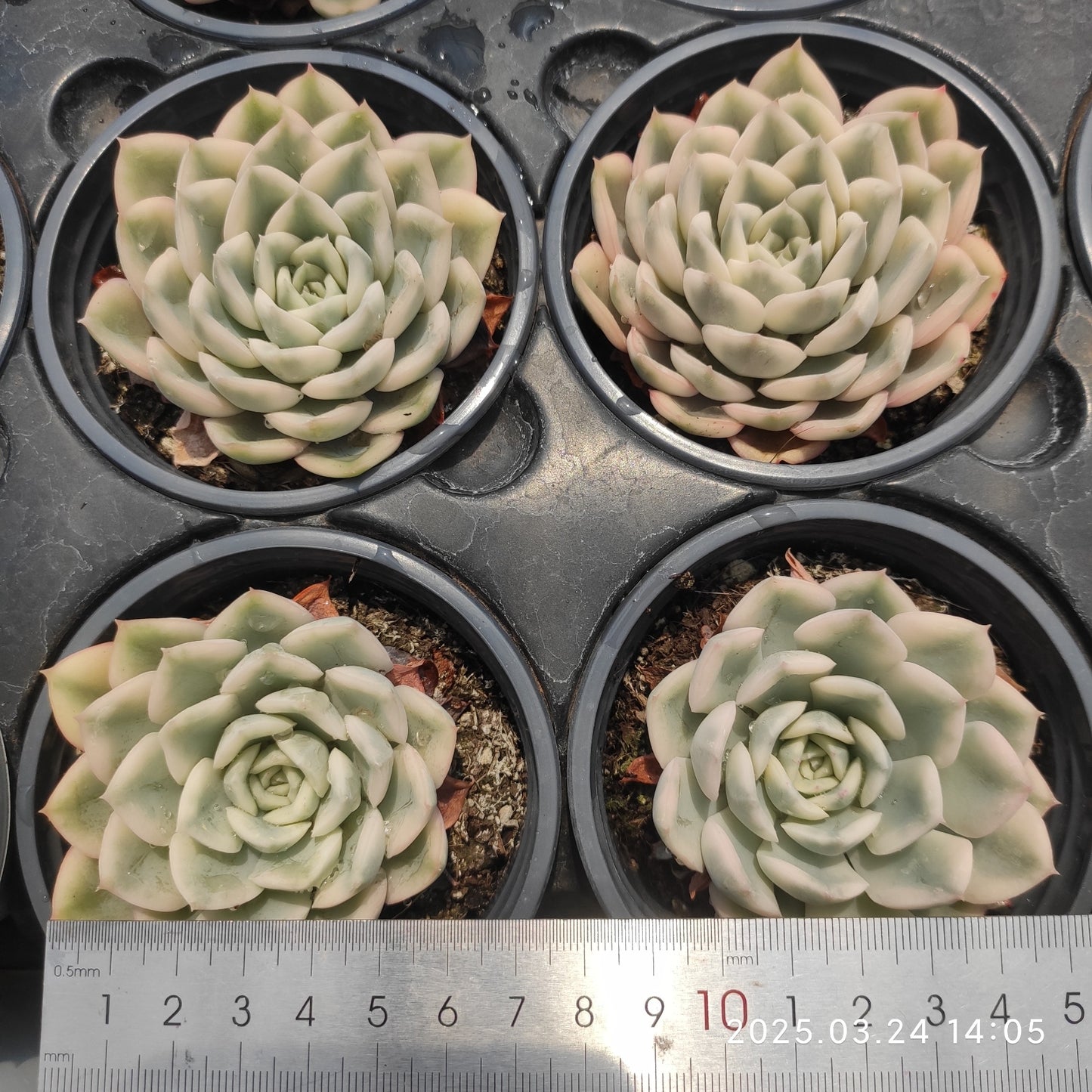 MMY1031 ムーン　フェアリー錦(9cm pot)