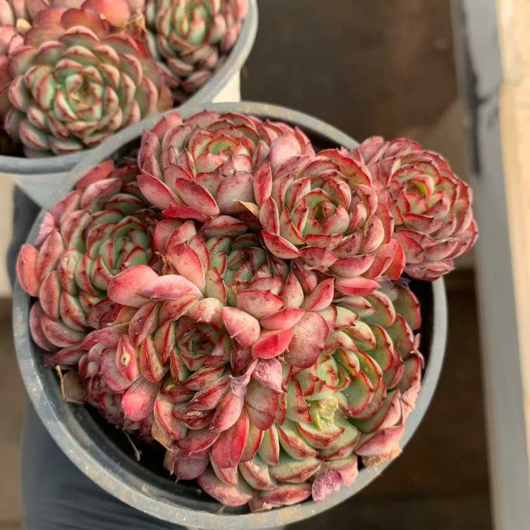 24122 ドリームローズ