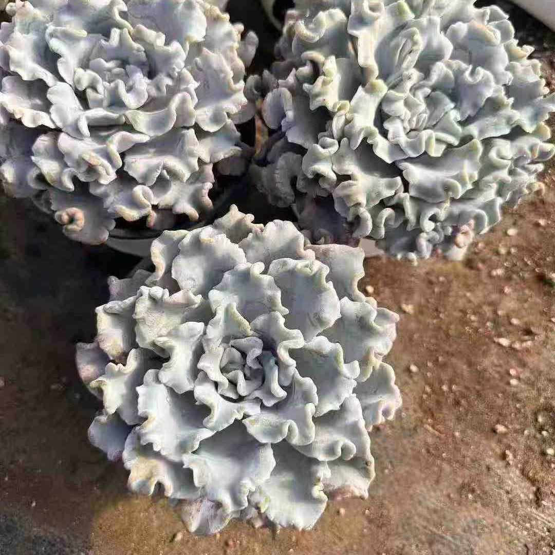 23561 クリスペートビューティ（12cm pot）