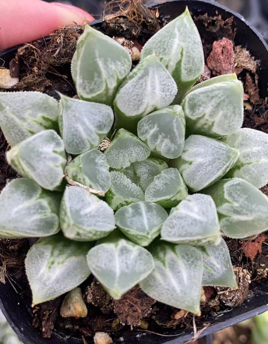 8012 ラプハ一ト（7cm pot）