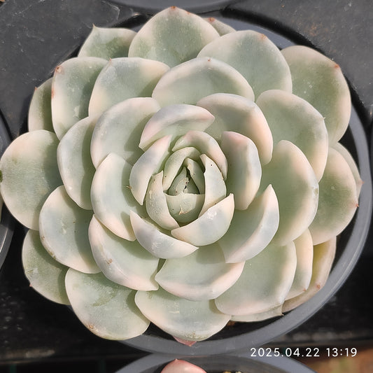 MMY1077 タイニー　バーガー錦（9cm pot）