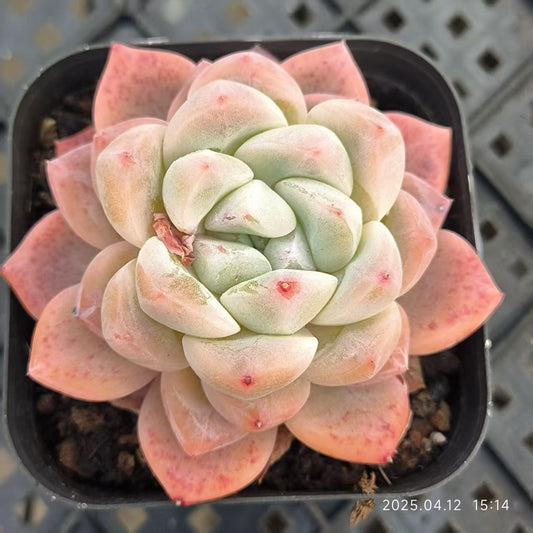 LG746 フォーティチュード (6.5cm pot)
