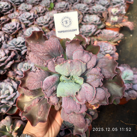 21671 バロンボールド（18cm pot）