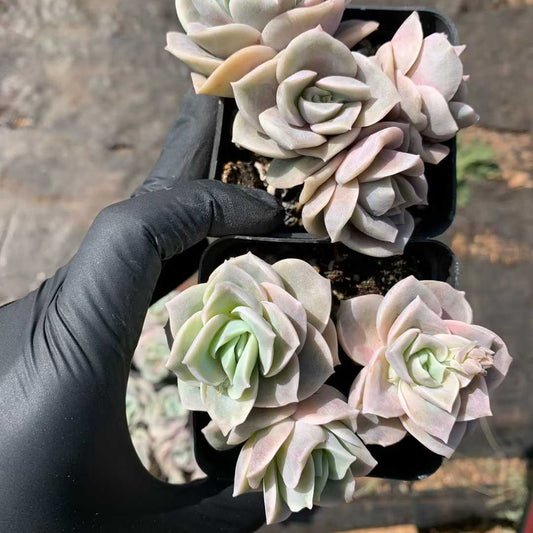 26214 ラブリーローズ