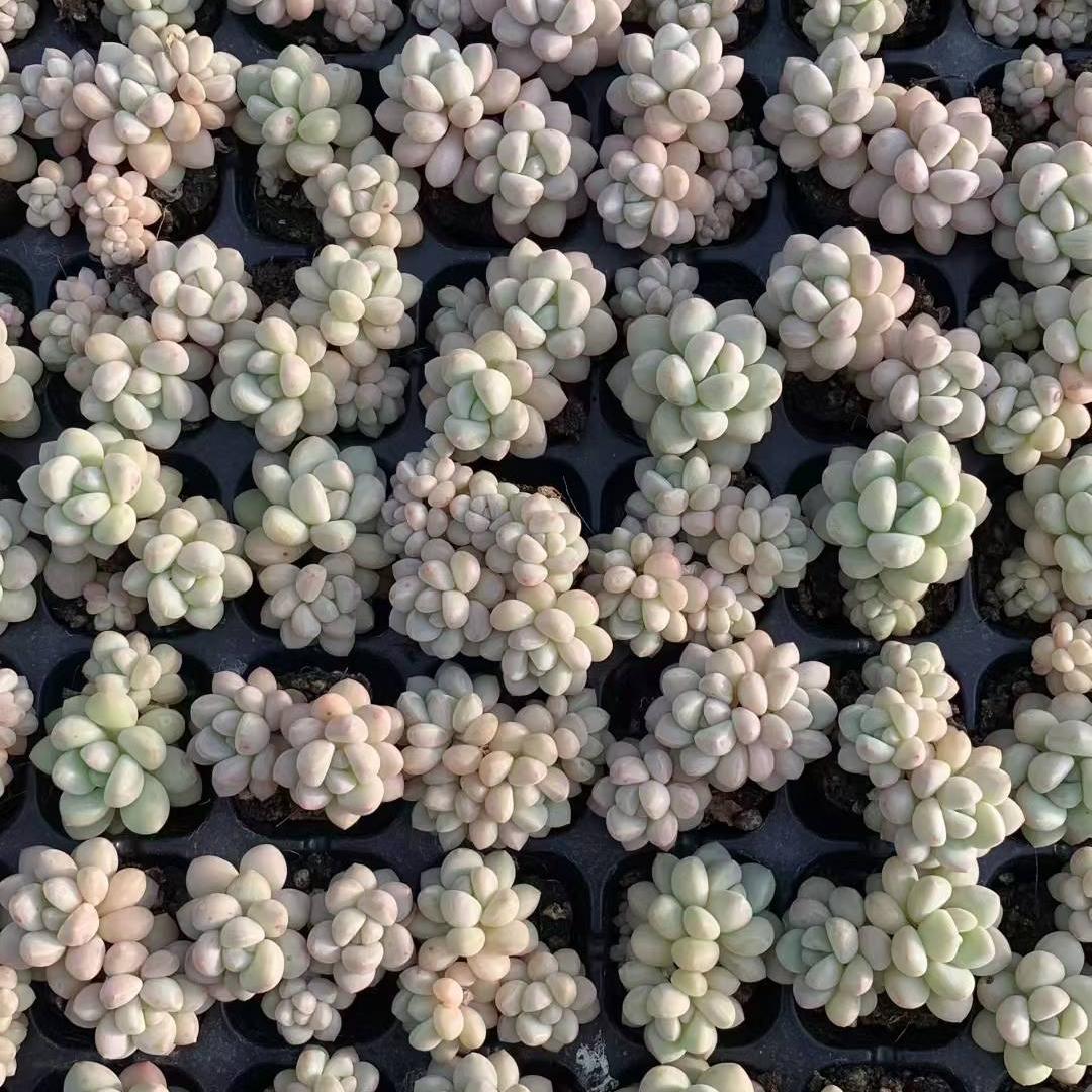 23440 バブルガム（3cm pot）（ポット苗）