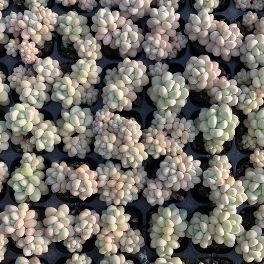 23440 バブルガム（3cm pot）（ポット苗）