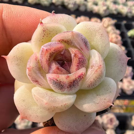 23472 ウェルス（3cm pot）