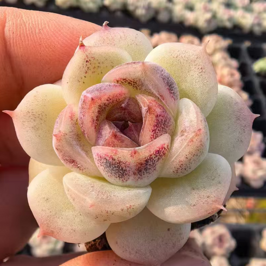 23472 ウェルス（3cm pot）