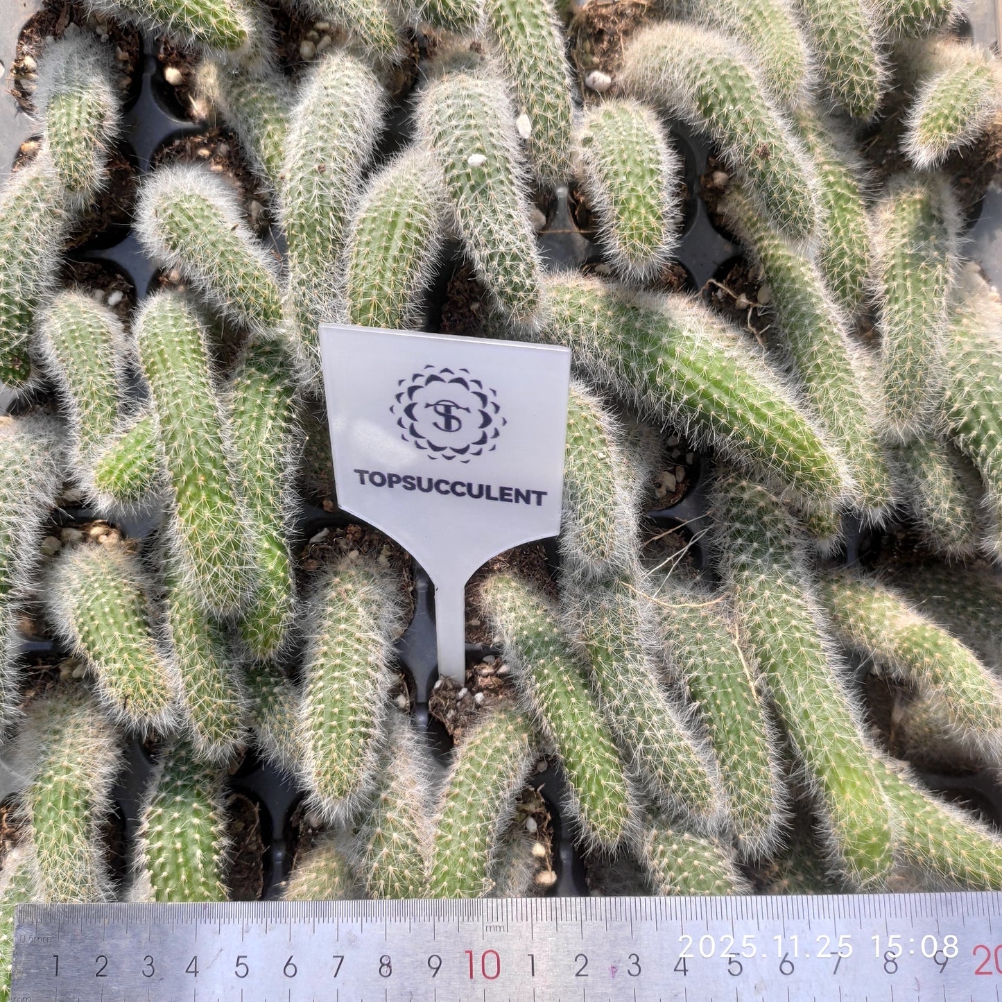 220491 猫の尻尾（3cm pot）（ポット苗）ワシントン条約品