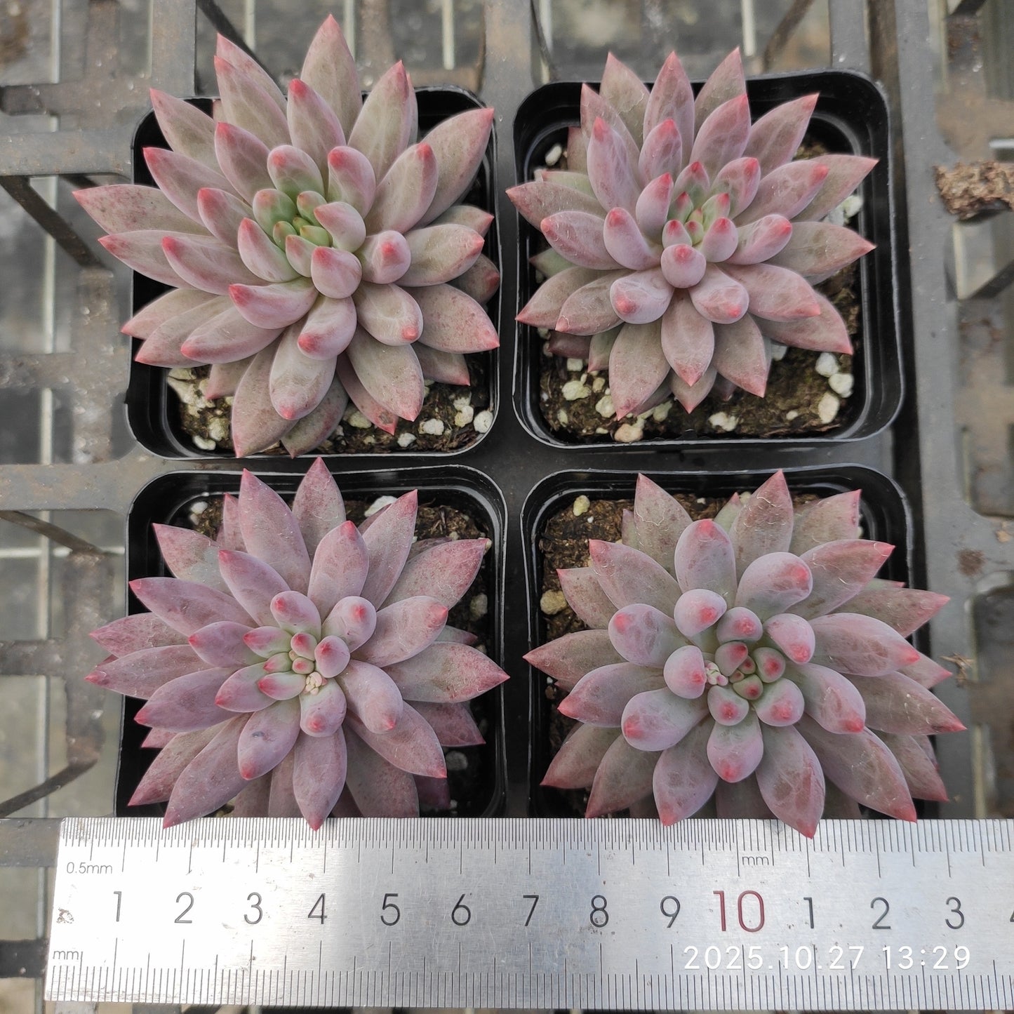 HG108 ゴールドフィッシュ（7cm pot）