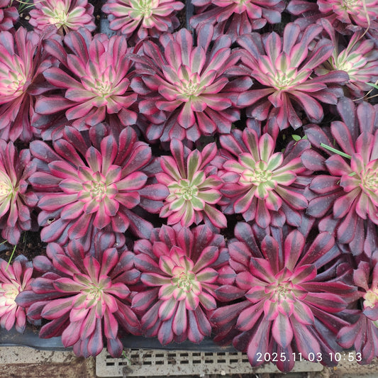 21301 コパー　ポット錦（9cm pot）