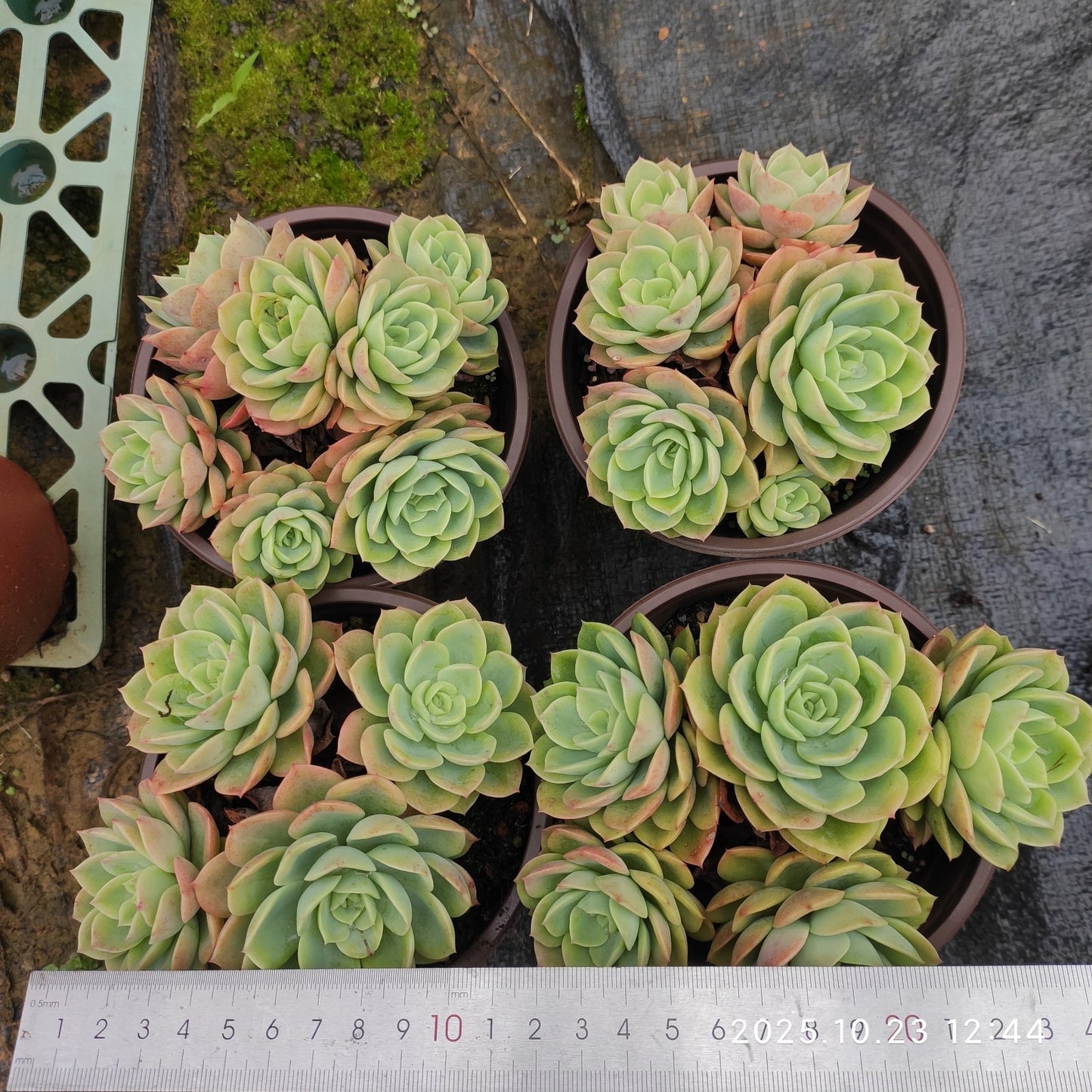 21962 メロン（12cm pot）