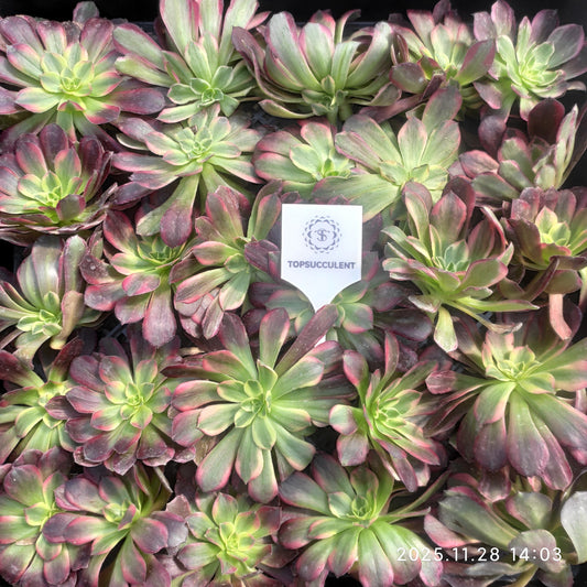 22961 アンナ（カット苗）（9cm pot）