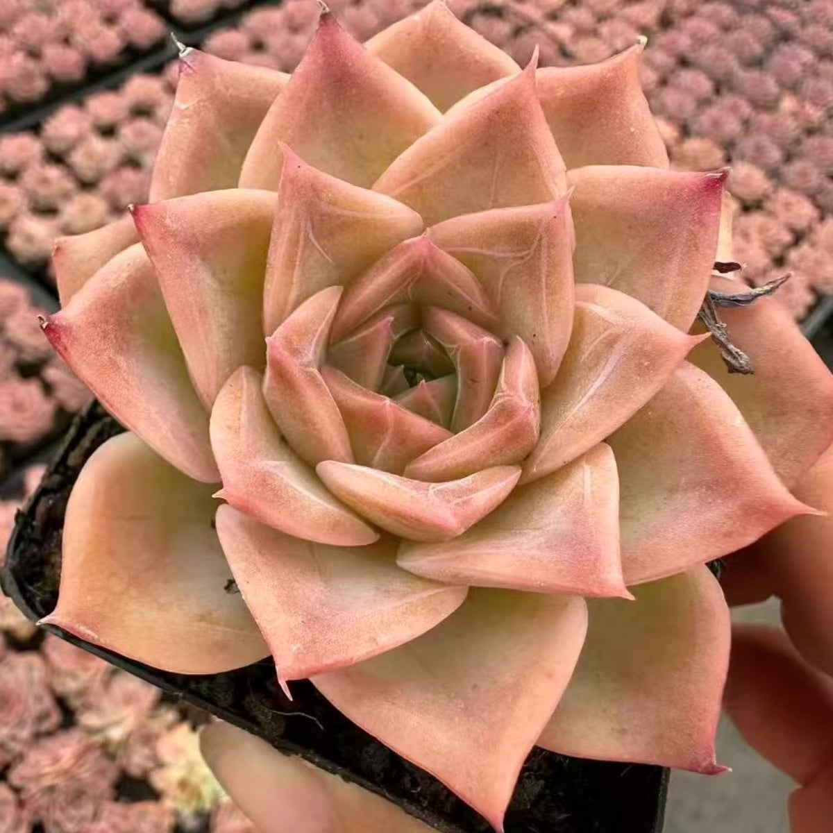 22071 バタフライ（5cm pot）